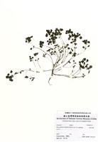 藏品(矮冷水麻)的圖片